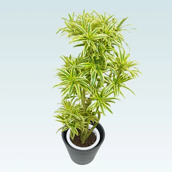 ソングオブインディア(エコフレンドリーポット付)　Mサイズ 上から