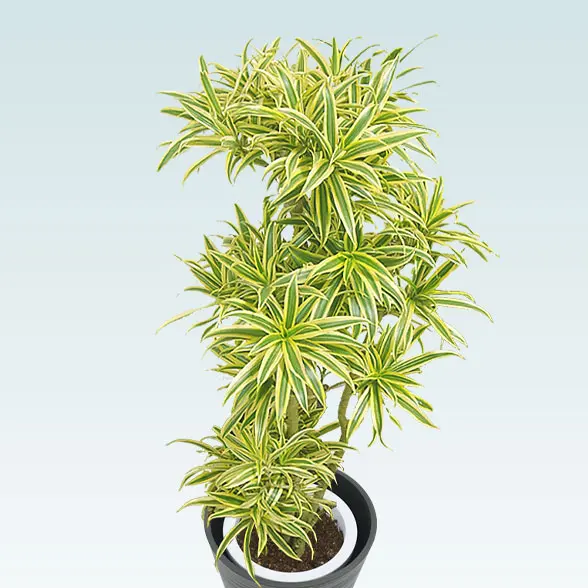 ソングオブインディア(エコフレンドリーポット付)　Mサイズ　正面拡大