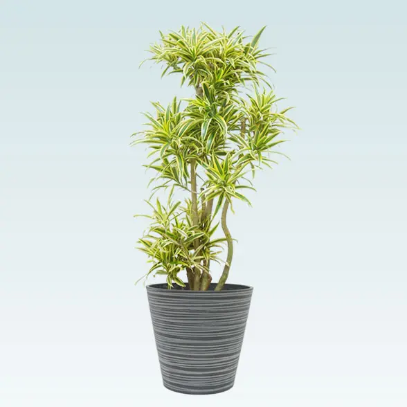 ソングオブインディア(エコフレンドリーポット付)　Mサイズ