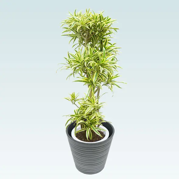 ソングオブインディア(エコフレンドリーポット付)　Mサイズ　横から