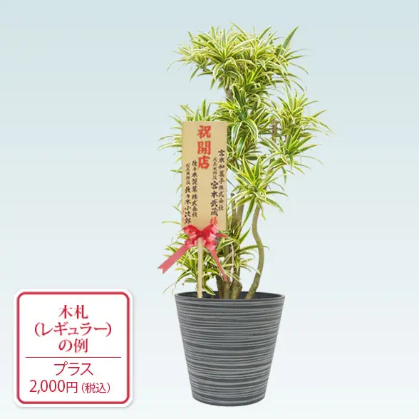 ソングオブインディア(エコフレンドリーポット付)　Mサイズ　レギュラー札付き