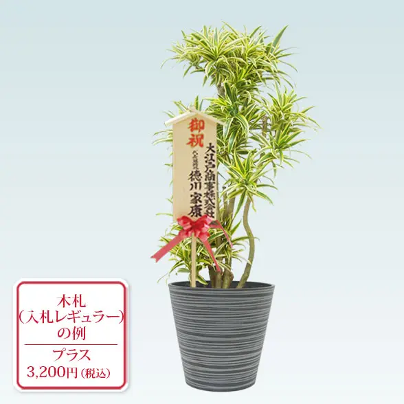 ソングオブインディア(エコフレンドリーポット付)　Mサイズ　入札付き