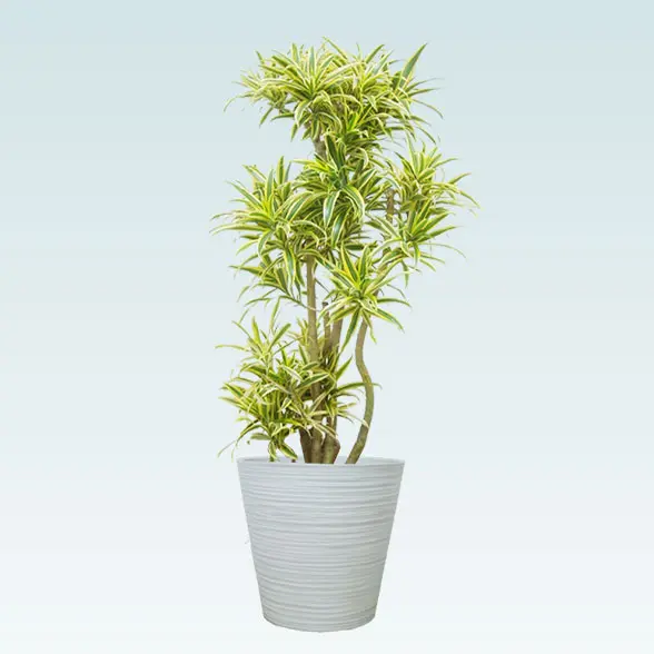 ソングオブインディア(エコフレンドリーポット付)　Mサイズ　ホワイト