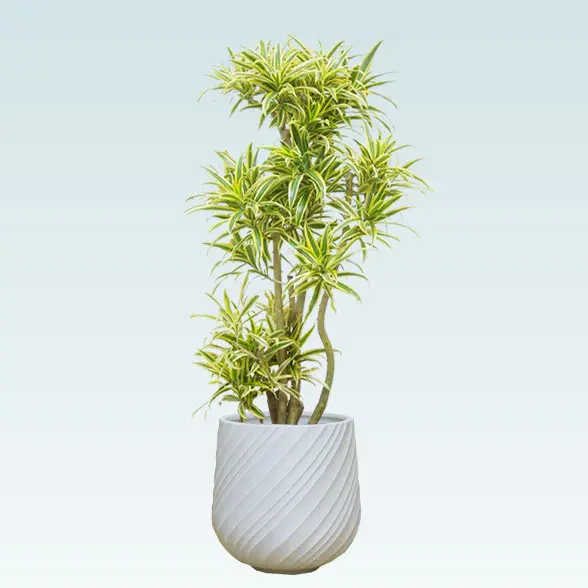 ソングオブインディア(スパイラル型、グラスファイバー製鉢カバー付)　Mサイズ　ホワイト