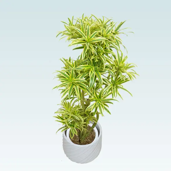 ソングオブインディア(スパイラル型、グラスファイバー製鉢カバー付)　Mサイズ　ホワイト　上から