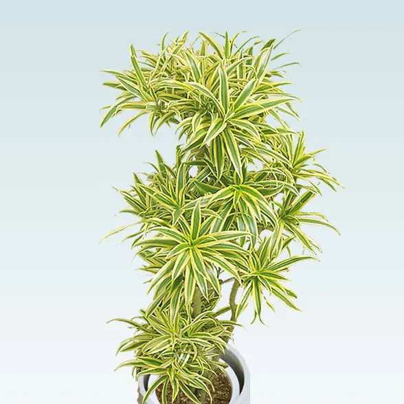 ソングオブインディア(スパイラル型、グラスファイバー製鉢カバー付)　Mサイズ　ホワイト　拡大