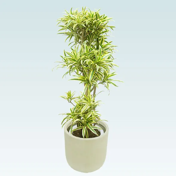 ソングオブインディア(Uポット型、グラスファイバー製鉢カバー付)　Mサイズ12