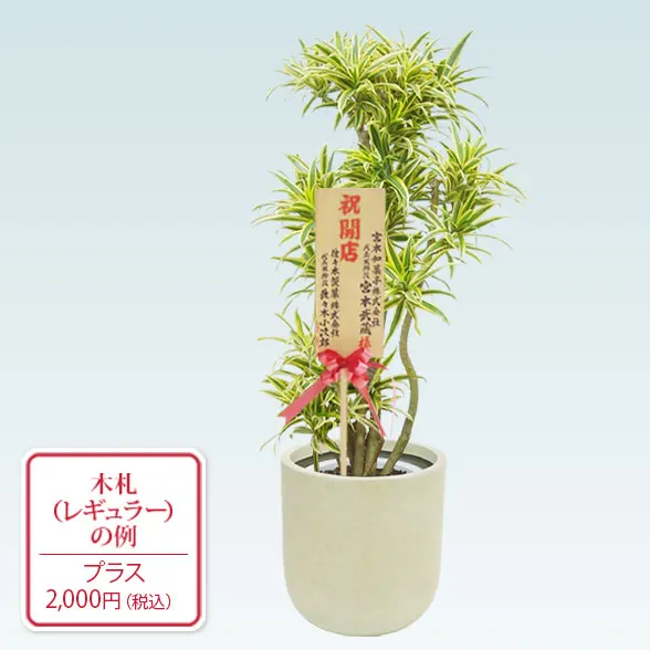 ソングオブインディア(Uポット型、グラスファイバー製鉢カバー付)　Mサイズ13