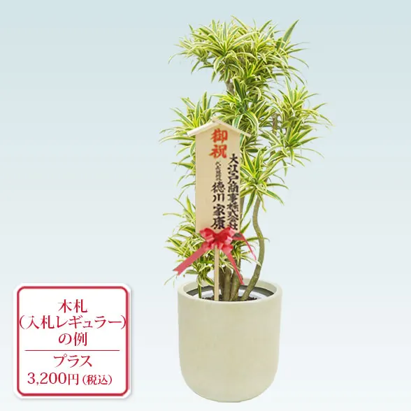 ソングオブインディア(Uポット型、グラスファイバー製鉢カバー付)　Mサイズ14