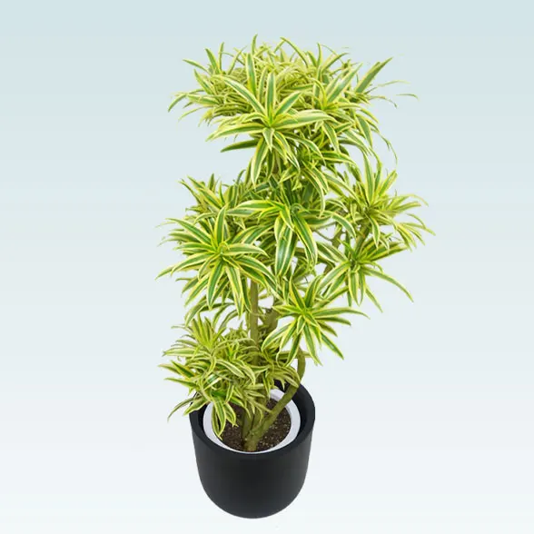 ソングオブインディア(Uポット型、グラスファイバー製鉢カバー付)　Mサイズ2