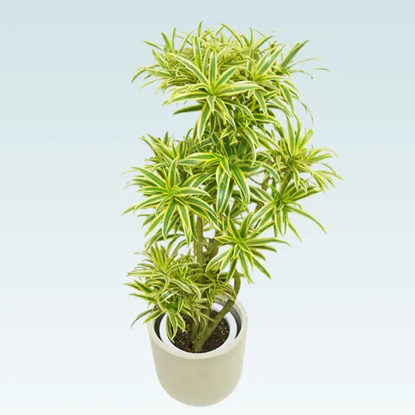 ソングオブインディア(Uポット型、グラスファイバー製鉢カバー付)　Mサイズ2