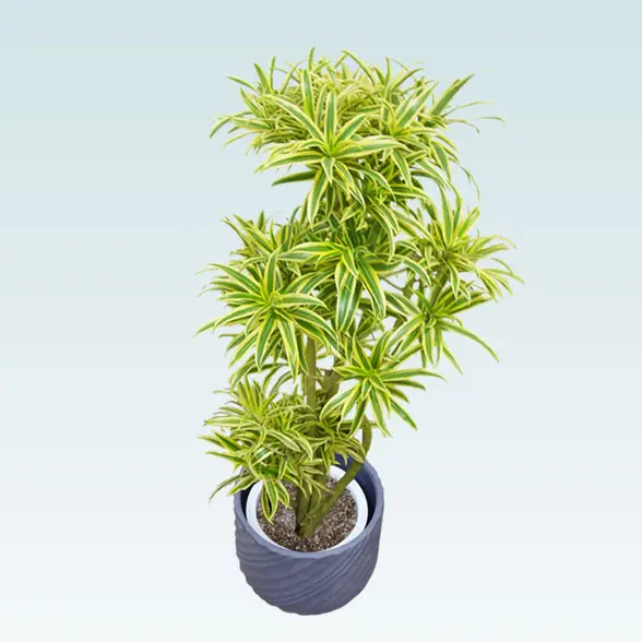 ソングオブインディア(スパイラル型、グラスファイバー製鉢カバー付)　Mサイズ 右上から