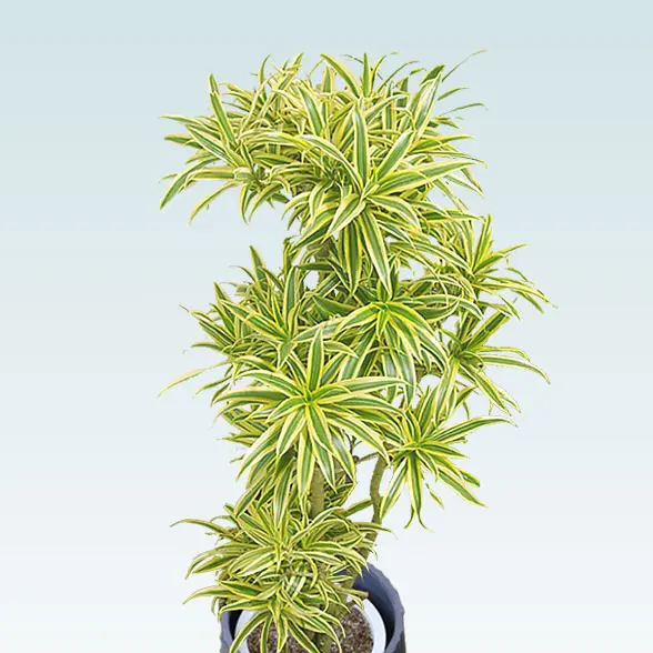 ソングオブインディア(スパイラル型、グラスファイバー製鉢カバー付)　Mサイズ　拡大