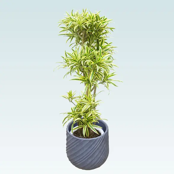 ソングオブインディア(スパイラル型、グラスファイバー製鉢カバー付)　Mサイズ　横から