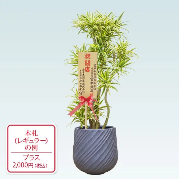 ソングオブインディア(スパイラル型、グラスファイバー製鉢カバー付)　Mサイズ　レギュラー札付き