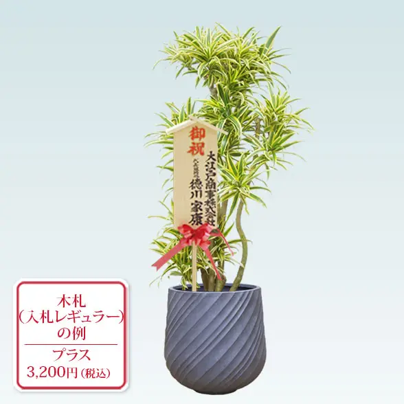 ソングオブインディア(スパイラル型、グラスファイバー製鉢カバー付)　Mサイズ　入札付き