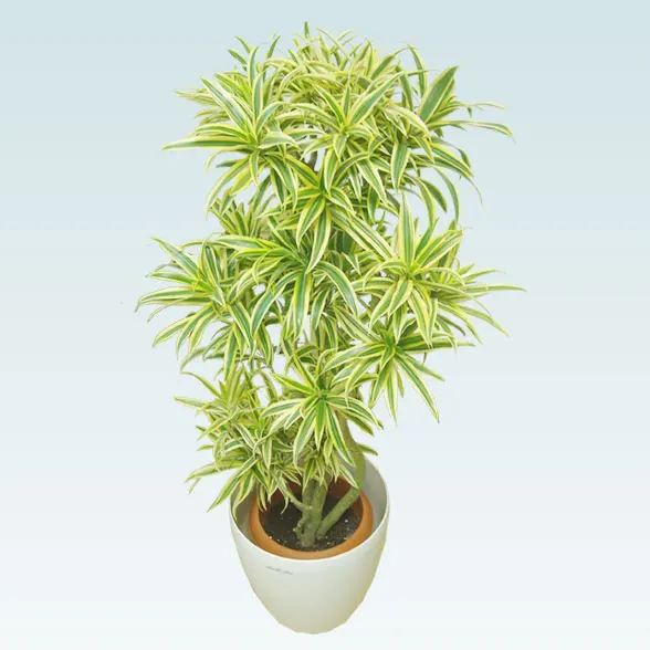 ソングオブインディア(ラスターポット付)　Mサイズ5