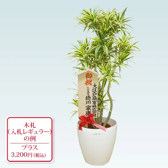 ソングオブインディア(ラスターポット付)　Mサイズ14