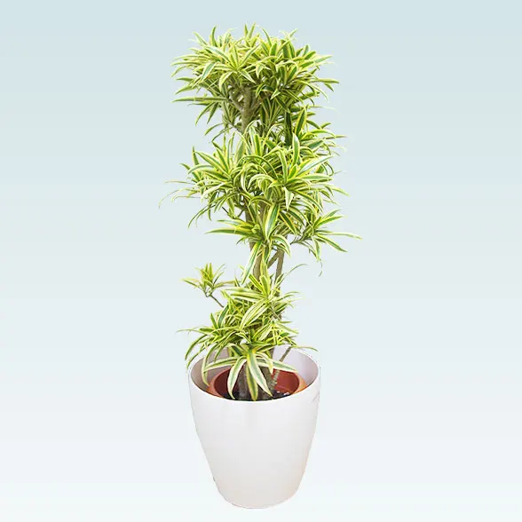 ソングオブインディア(ラスターポット付)　Mサイズ16