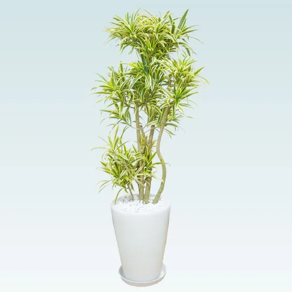 ソングオブインディア(陶器鉢植込み、ラウンドタイプ白色)1