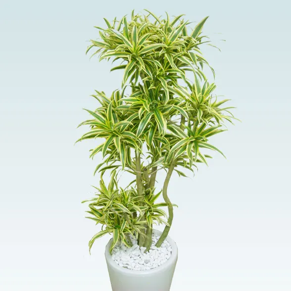 ソングオブインディア(陶器鉢植込み、ラウンドタイプ白色)2