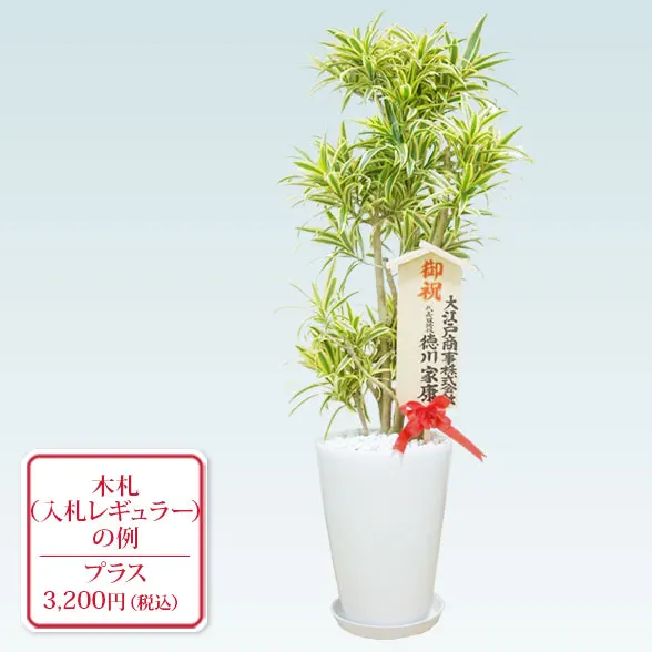 ソングオブインディア(陶器鉢植込み、ラウンドタイプ白色)11