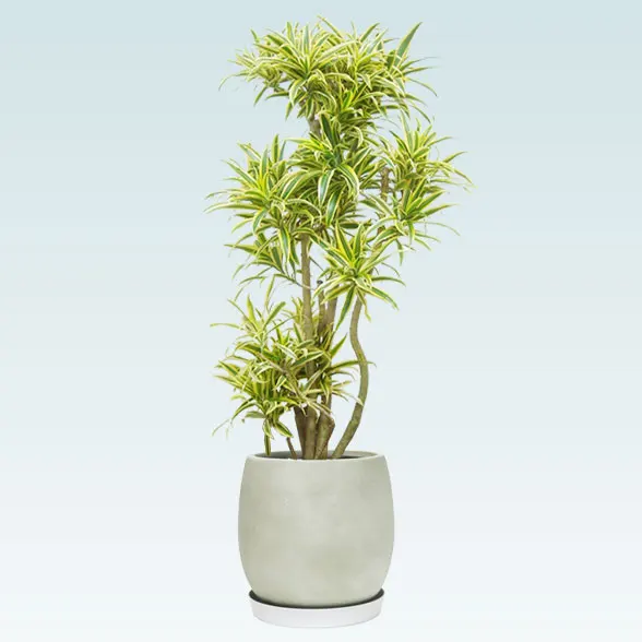 ソングオブインディア(グラスファイバー製鉢植込み、バルーン型)　スタイリッシュ1