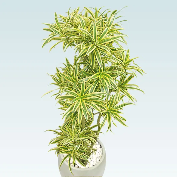 ソングオブインディア(グラスファイバー製鉢植込み、バルーン型)　スタイリッシュ5