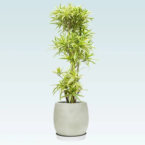 ソングオブインディア(グラスファイバー製鉢植込み、バルーン型)　スタイリッシュ12