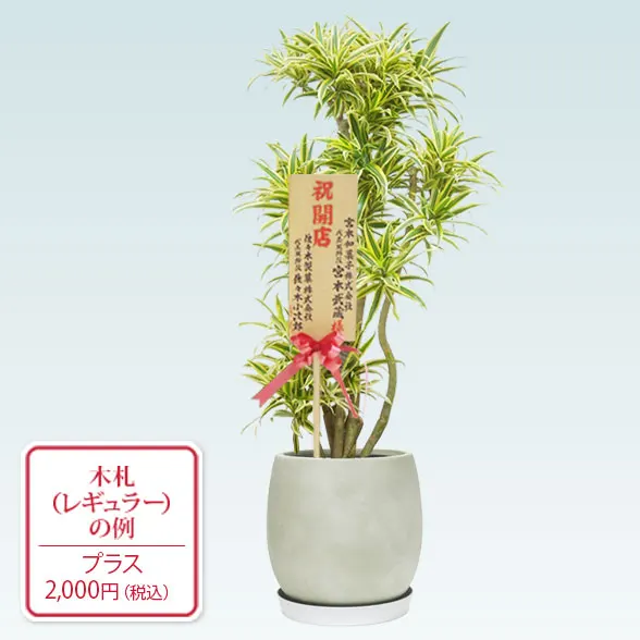 ソングオブインディア(グラスファイバー製鉢植込み、バルーン型)　スタイリッシュ13