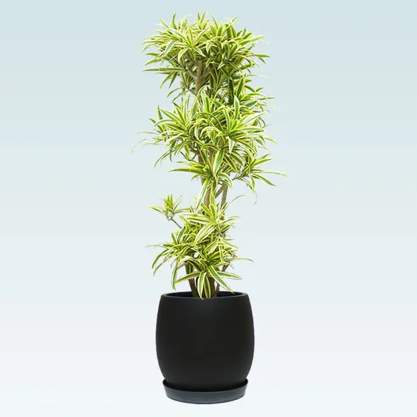 ソングオブインディア(グラスファイバー製鉢植込み、バルーン型)　スタイリッシュ12