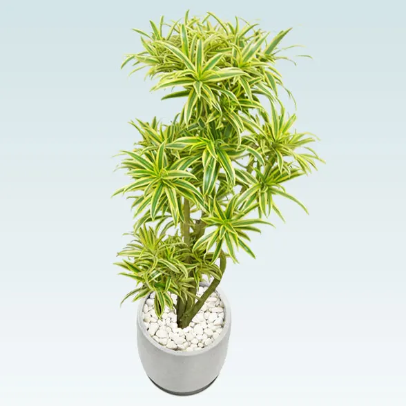 ソングオブインディア(グラスファイバー製鉢植込み、チューリップ型)２