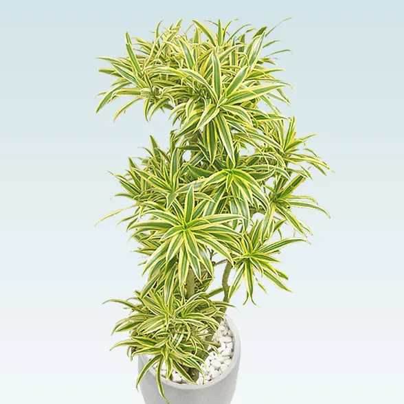 ソングオブインディア(グラスファイバー製鉢植込み、チューリップ型)５