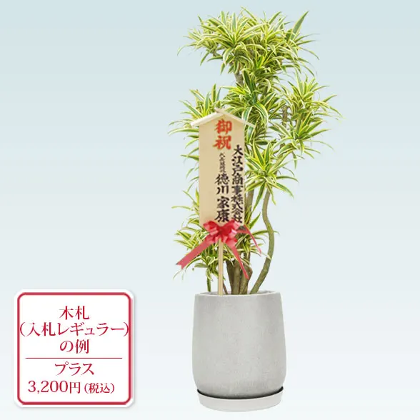 ソングオブインディア(グラスファイバー製鉢植込み、チューリップ型)１４