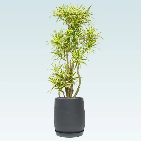 ソングオブインディア(グラスファイバー製鉢植込み、チューリップ型)６１