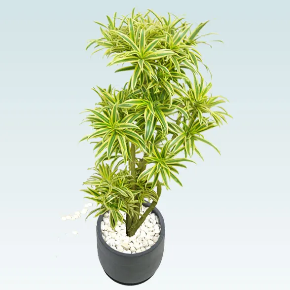 ソングオブインディア(グラスファイバー製鉢植込み、チューリップ型)６２