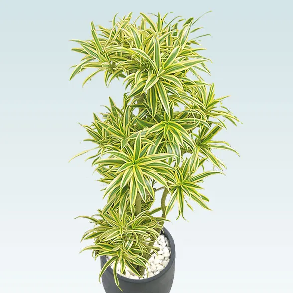 ソングオブインディア(グラスファイバー製鉢植込み、チューリップ型)６５