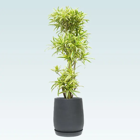 ソングオブインディア(グラスファイバー製鉢植込み、チューリップ型)６１２