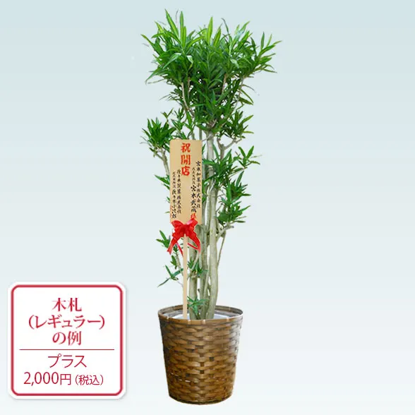 ソングオブジャマイカ(籐かご付、ダークブラウン色)　Lサイズ９