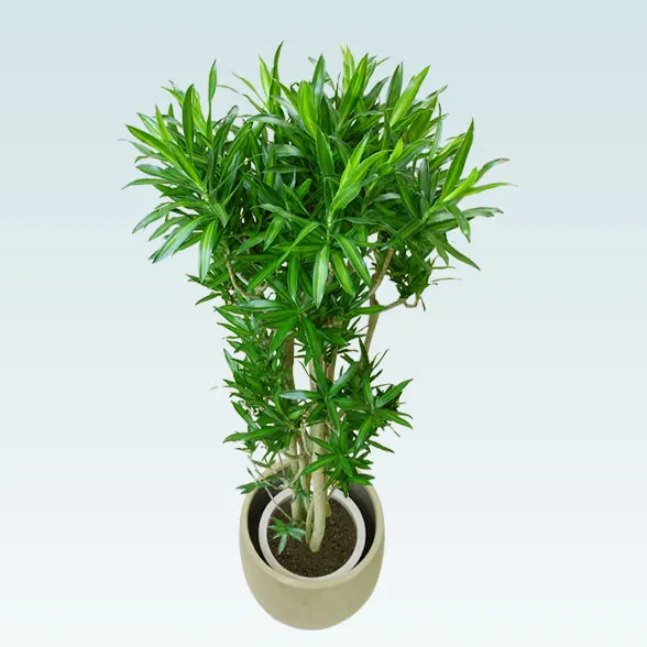 ソングオブジャマイカ(バルーン型、グラスファイバー製鉢カバー付)　Lサイズ3