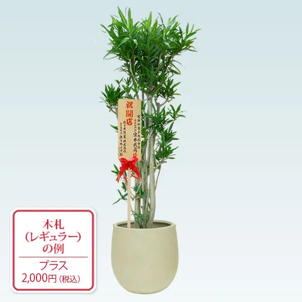 ソングオブジャマイカ(バルーン型、グラスファイバー製鉢カバー付)　Lサイズ9