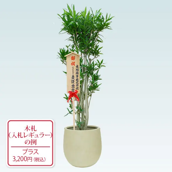 ソングオブジャマイカ(バルーン型、グラスファイバー製鉢カバー付)　Lサイズ10