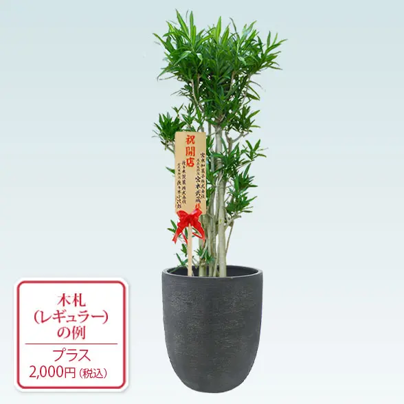 ソングオブジャマイカ(エッグポット型、グラスファイバー製鉢カバー付)　Lサイズ　レギュラー札付き