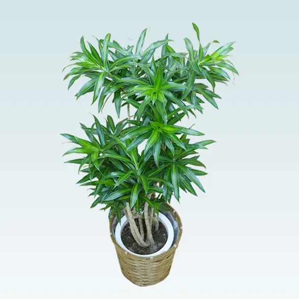 ソングオブジャマイカ(籐かご付、ダークブラウン色)　Mサイズ３