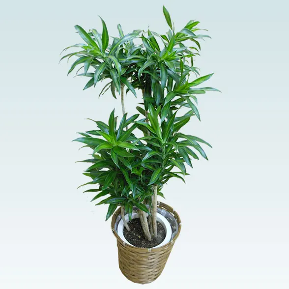 ソングオブジャマイカ(籐かご付、ダークブラウン色)　Mサイズ４