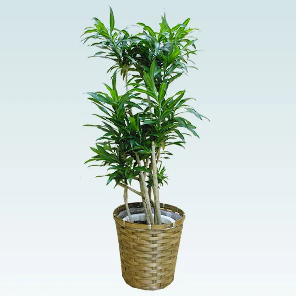 ソングオブジャマイカ(籐かご付、ダークブラウン色)　Mサイズ５