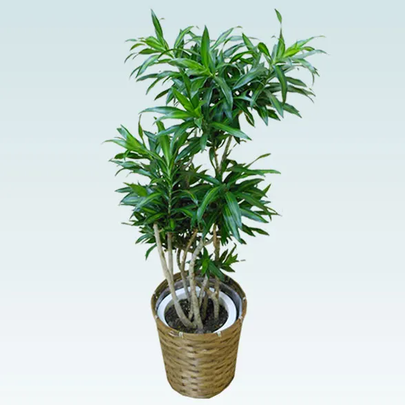 ソングオブジャマイカ(籐かご付、ダークブラウン色)　Mサイズ６