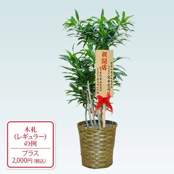 ソングオブジャマイカ(籐かご付、ダークブラウン色)　Mサイズ２２