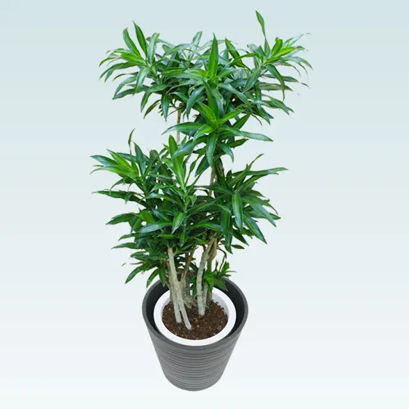 ソングオブジャマイカ(エコフレンドリーポット付)　Mサイズ 正面上から