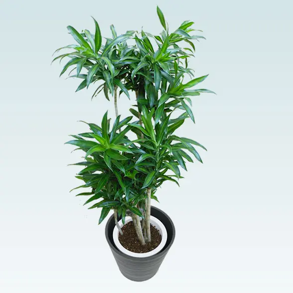 ソングオブジャマイカ(エコフレンドリーポット付)　Mサイズ　左上から